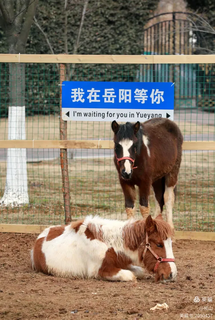岳阳有动物园了